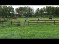 Horses Graze (5/15/2016)