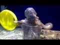 Clever octopus in the aquarium. Умный осьминог.