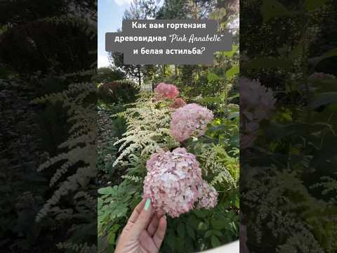 Video: Milloin annabelle-hortensiat kukkivat?