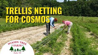 Growing Cosmos - Support With Trellis Netting
