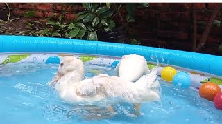 cute duck,ducks swimming,playing water,and eatjng#cuteducks #duckswimming