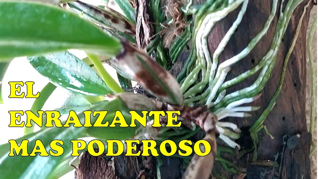 El Enraizante màs poderoso que he probado en mis plantas