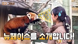 뽀짝한 레서판다랑 친해지는 꿀팁 공개!❣ #오구그레서 EP.13 친해지고 싶구 그레서