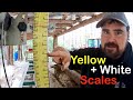 How to Use the Woodland Mills Sawmill Scales