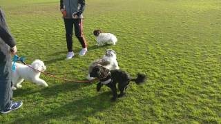 Havanese Sara - Good bye Small Dog Club