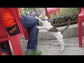 警備員の昼食をおねだりする子猫