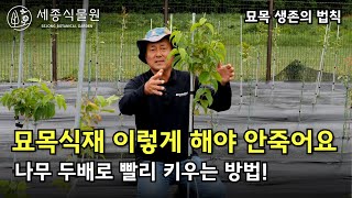 묘목 생존의 법칙! 나무는 이렇게 심어야 안죽어요 #묘목 #세종식물원