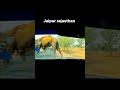 Jaipur Rajasthan shorts video travel view