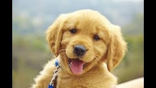 BRAND NEW PUPPY SURPRISE COMPILATION:4 by Magical Surprise 2,483 views 5 years ago 13 minutes, 23 seconds