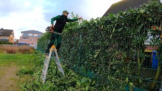 I GOT SOAKED In The RAIN But Finished Trimming The Laurel Hedge Anyway by Kustorez 77,866 views 5 months ago 32 minutes