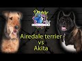 Airedale Terrier vs Amerikai Akita!  őrző-védő bajnokság 2!  DogCast TV