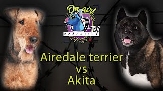 Airedale Terrier Vs Amerikai Akita Őrző-Védő Bajnokság 2 Dogcast Tv