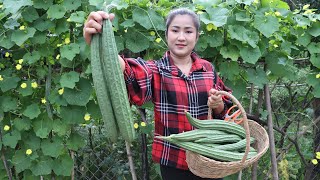 New Season To Harvest Sponge Gourd In Vegetable Garden / 2 Recipes With Sponge Gourd