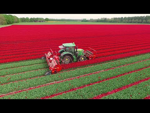 Video: Greigův Tulipán
