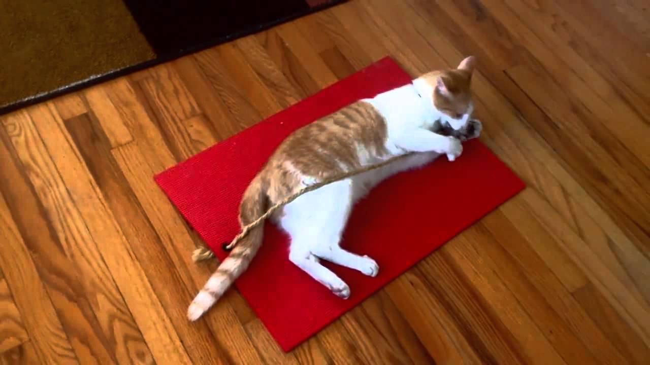 Yoga Cat Mat from Feline Yogi – hauspanther