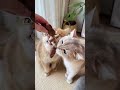 This Cat Chew Toy Keeps My Cat Busy for HOURS 🐾🔥#cat #catlovers #catlife #shorts