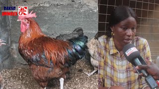 Élevage de poulet local: Cette femme réussit l'impossible au Sénégal