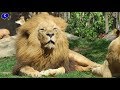 Animales magniíficos del Zoo Bioparc de Valencia