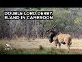 John x safaris  double lord derby eland in cameroon