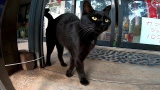 お土産屋さんの前にいた黒猫をモフモフする