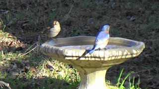 February Birds in Our Yard: Compilation From One Year to the Next