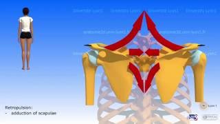 The shoulder girdle