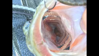 Ned rig CRUSHING Lake Martin spotted bass