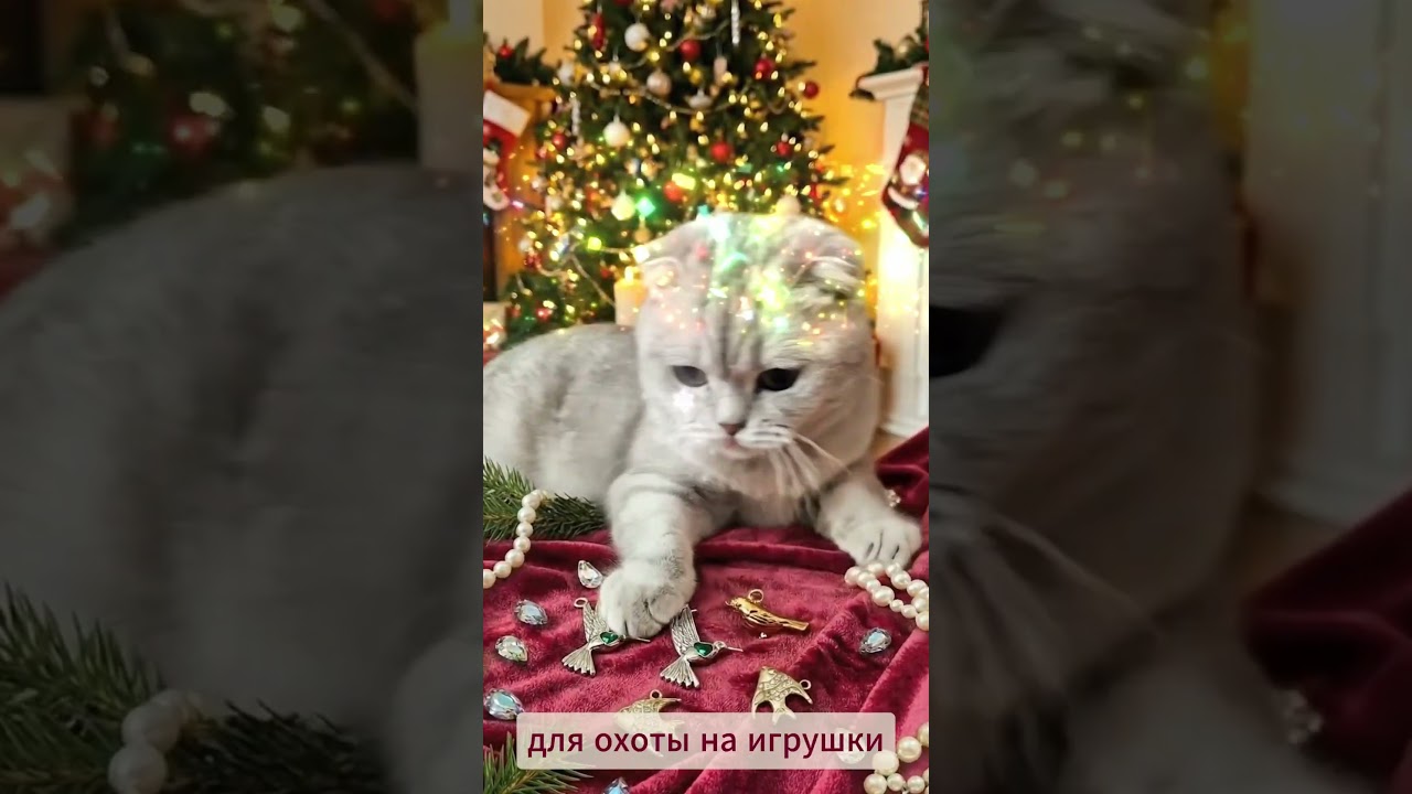 А если бы подарки выбирал кот?    