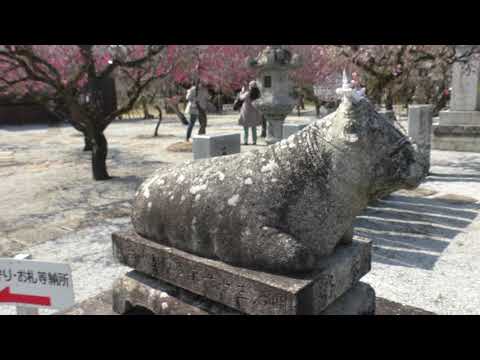 濱宮（綱敷天満宮）福岡県築上郡築上町の春