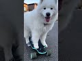 Have you ever seen a cuter skater girl?