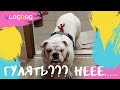 Идти гулять - не идти? Английский бульдог Глория. VlogDog.