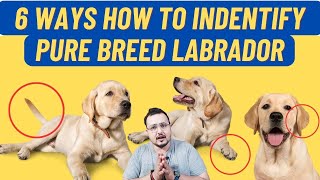 How To Identify Pure Breed Labrador | All About Labrador In Hindi