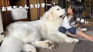 【溺愛】5倍大きくなっちゃった弟が４歳児にキスをおねだりすると倍にしてお返ししてくれました♡｜グレートピレニーズ&オールドイングリッシュシープドッグ&トイプードル