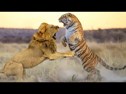 Видео: Сибирский Тигр в бою одним ударом сразил Льва наповал !!!