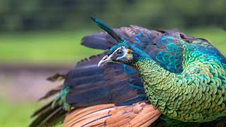 Green peafowl (Pavo muticus) - Green peahen and chick
Green peafowl (Pavo muticus) - Peahen raising chick. The green peafowl is a forest bird which nests on the ground laying 3 to 6 eggs. It has been widely believed that the green peafowl is polygynous, but unlike the Indian peafowl, males are solitary and do not display in leks. Instead the solitary males are highly territorial and form harems with no pair bonds. More... https://indianbirds.thedynamicnature.com/2015/01/green-peafowl-pavo-muticus.html
Scientific classification:
Kingdom: Animalia
Phylum: Chordata
Class: Aves
Order: Galliformes
Family: Phasianidae
Genus: Pavo
Species: P. muticus
#Birds #Peafowl #YouTubeBirds Green peafowl (Pavo muticus) - Green peahen and chick