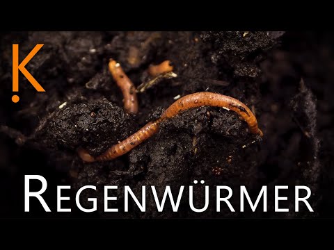Video: Evolutionäre Herunterschaltende Regenwürmer