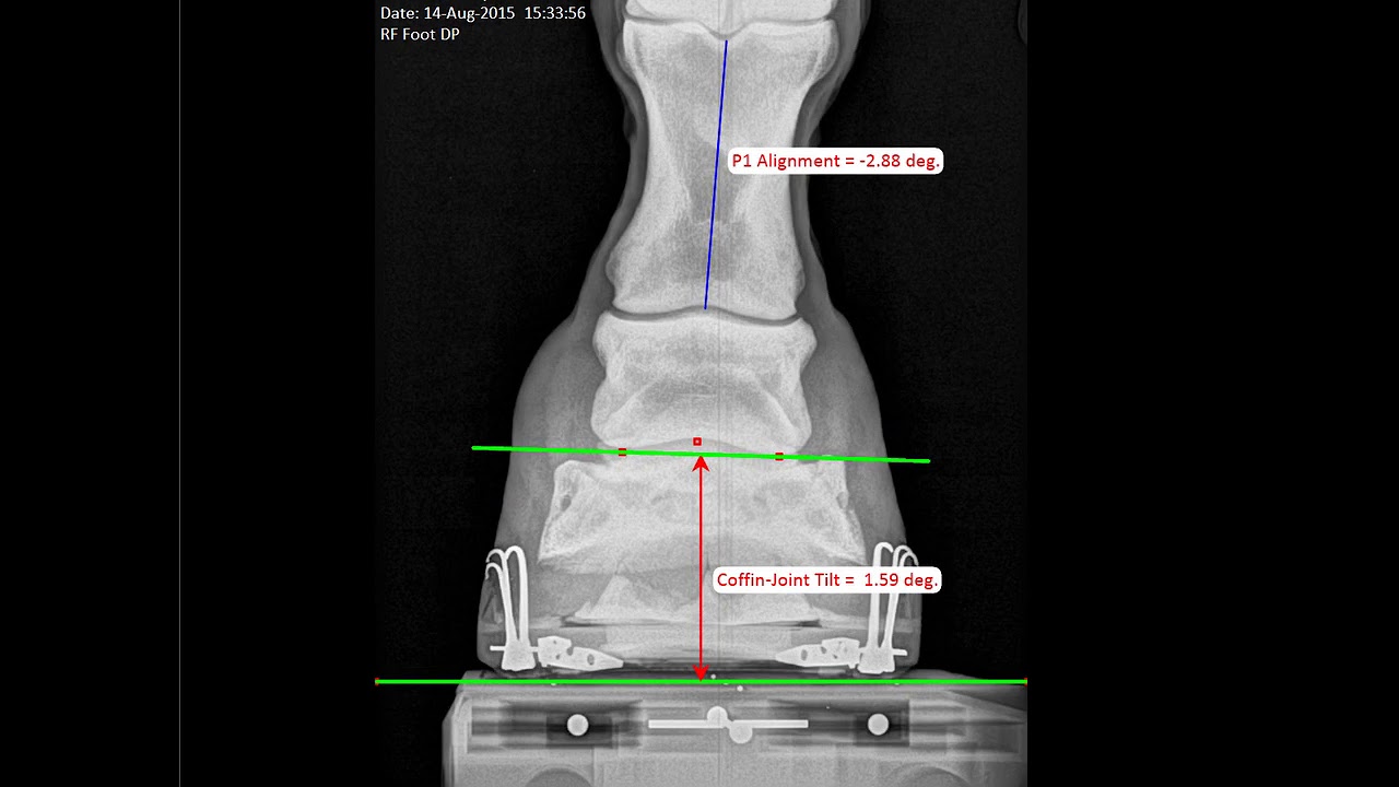 MetronMind Software Application - Automatic Measurement of Equine