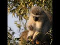 Cute Vervet monkey