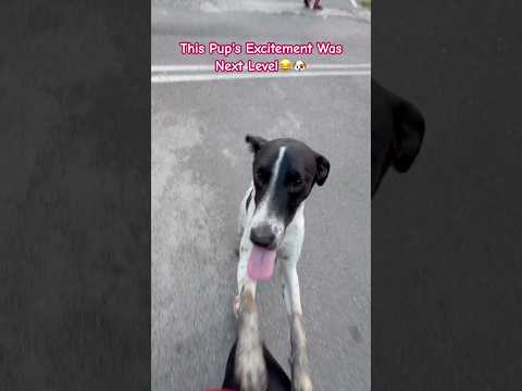 His Happiness Is All That Matters #indie #happydog #viral #trending #shorts