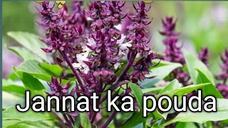 Niazbo Pouda Malomat Jannat Ka Poda Green Plants 78