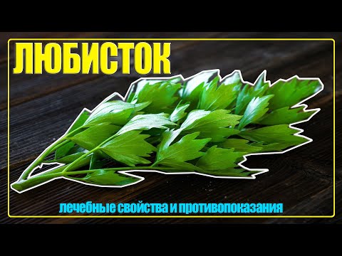 ЛЮБИСТОК лечебные свойства и противопоказания | ЧЕМ ПОЛЕЗЕН ЛЮБИСТОК