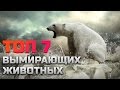 ТОП 7 ВЫМИРАЮЩИХ ЖИВОТНЫХ