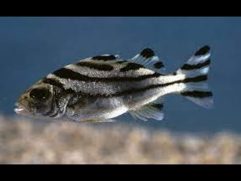 Rare, Exotic Terapon