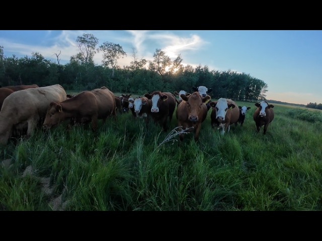 Crop and Cattle Update