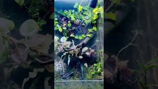 Mist in Vivarium #reptile