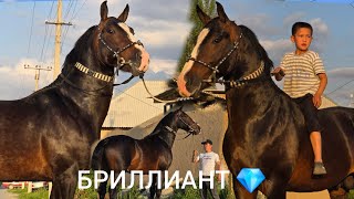 БРИЛЛИАНТ  💎   Улук Мырзада   ЕВРОПА 