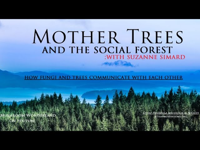 Mother Trees and the Social Forest- Trees and Mushrooms communicating with Suzanne Simard