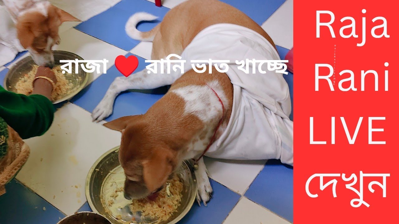 Raja♥️ Rani Live  যুদ্ধ মারপিট দৌড়াদৌড়ি কি কাণ্ড করছে😻 আর রানি ঝিনুক দিয়ে ভাত খাচ্ছে ♥️🐶Cute dog
