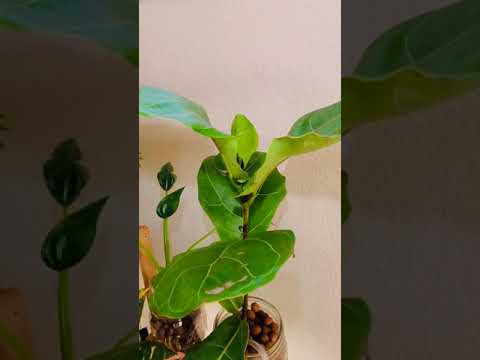 Ficus Lyrata 5 Day Time Lapse