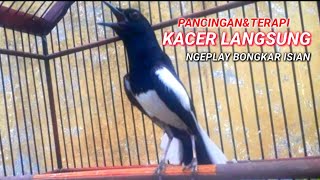 SEKETIKA Kacer langsung konslet Ngeplay bongkar isian'Pancingan Ampuh kacer cepet on konslet